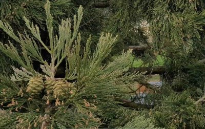 Sequoiadendron giganteum - sekvojovec obrovský - v koruně stromu 09